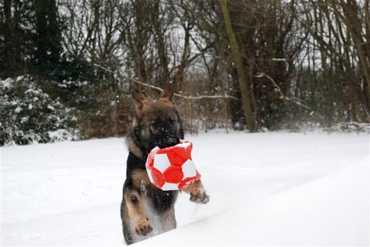 Schæferhund Coffey billede 13