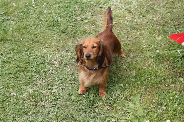 Dværggravhund Lucia *Min mors*RIP - 2010 billede 28