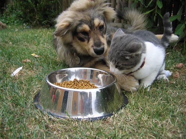 Finsk lapphund Lapinlempi Mille billede 9