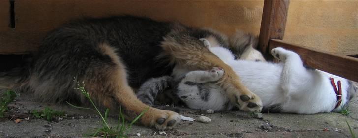 Finsk lapphund Lapinlempi Mille billede 10