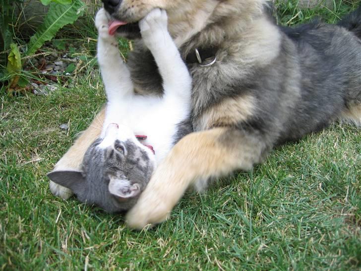 Finsk lapphund Lapinlempi Mille billede 11