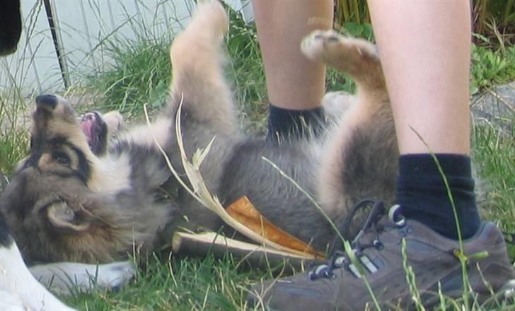 Finsk lapphund Lapinlempi Mille billede 12