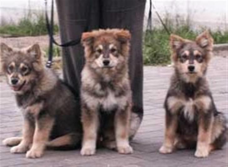 Finsk lapphund Lapinlempi Mille billede 13