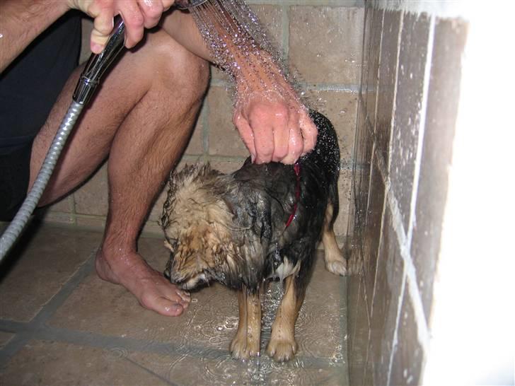 Finsk lapphund Lapinlempi Mille billede 14