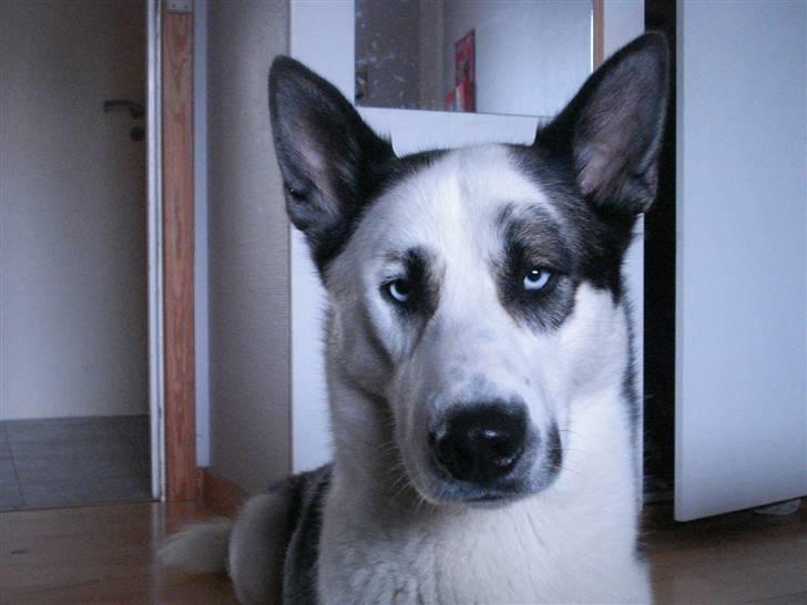 Blanding af racer chiko - hey og velkommen til min profil billede 1