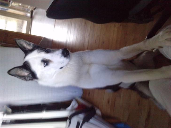 Blanding af racer chiko - er jeg ikk sød og nu vil jeg gerne have den guffer billede 2