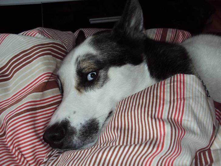 Blanding af racer chiko - gå nu væk jeg vil gerne sove billede 3