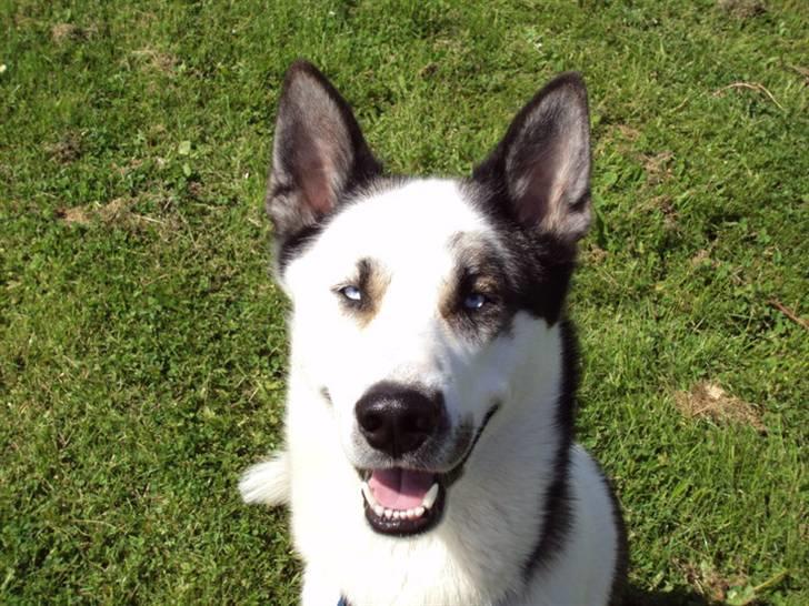 Blanding af racer chiko - smiiil! billede 4