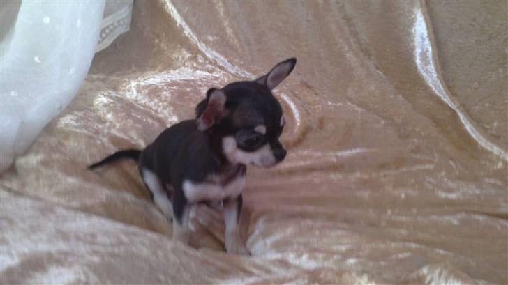 Chihuahua High Fly Luske billede 2