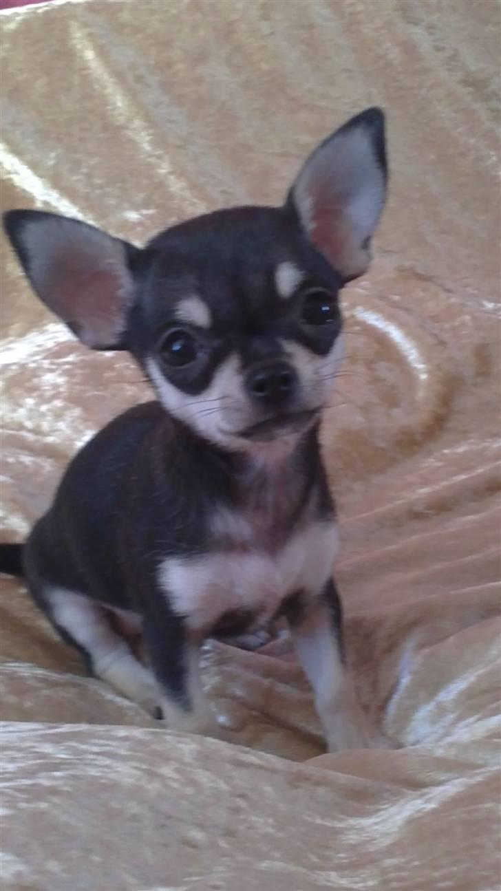 Chihuahua High Fly Luske billede 3