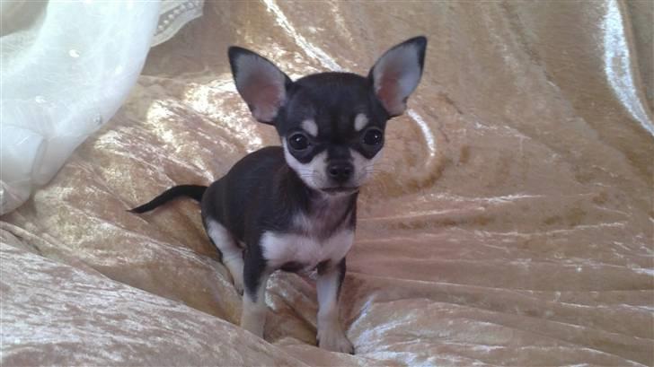 Chihuahua High Fly Luske billede 4