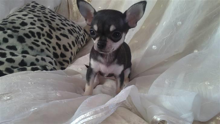 Chihuahua High Fly Luske billede 5