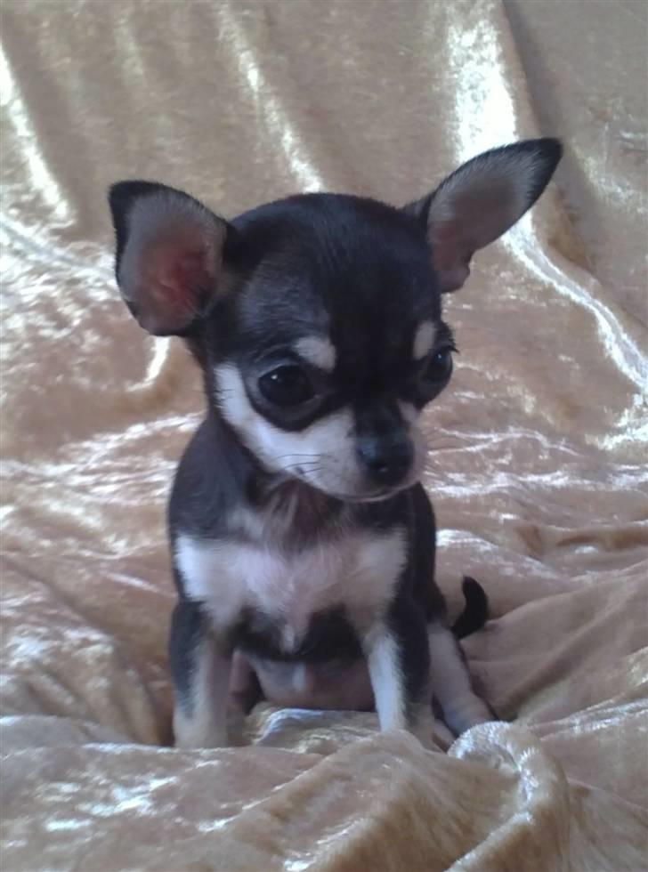 Chihuahua High Fly Luske billede 6