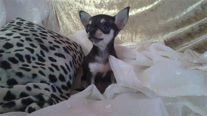 Chihuahua High Fly Luske billede 8