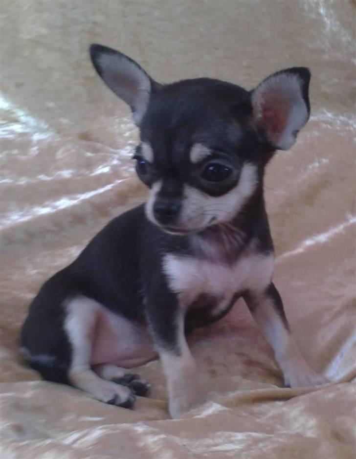 Chihuahua High Fly Luske billede 9