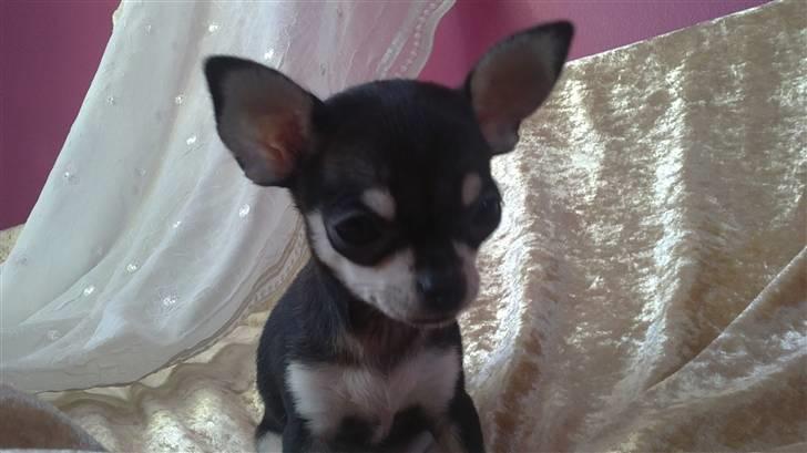 Chihuahua High Fly Luske billede 10