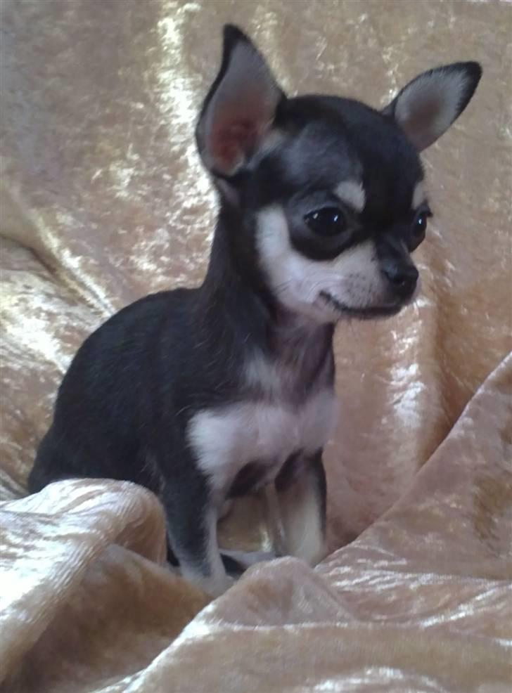 Chihuahua High Fly Luske billede 11