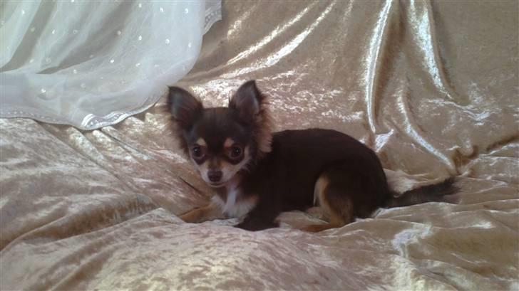 Chihuahua High Fly Cherie Mon Ami billede 4