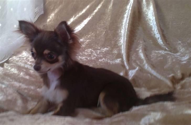 Chihuahua High Fly Cherie Mon Ami billede 5