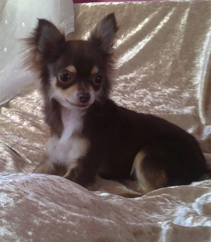 Chihuahua High Fly Cherie Mon Ami billede 6