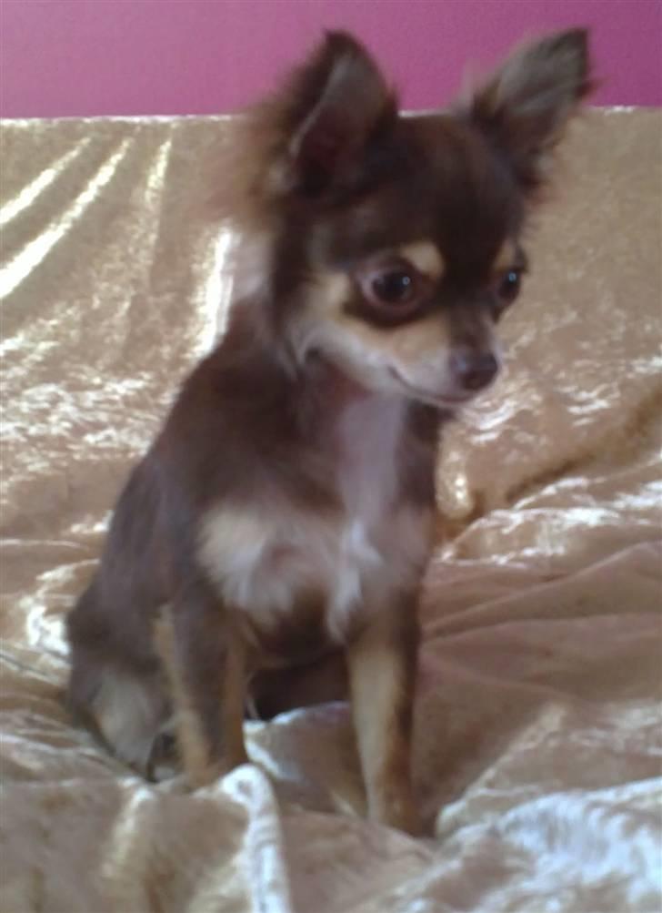 Chihuahua High Fly Cherie Mon Ami billede 7