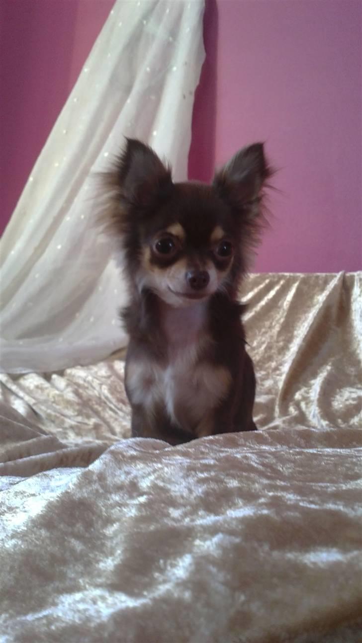 Chihuahua High Fly Cherie Mon Ami billede 8