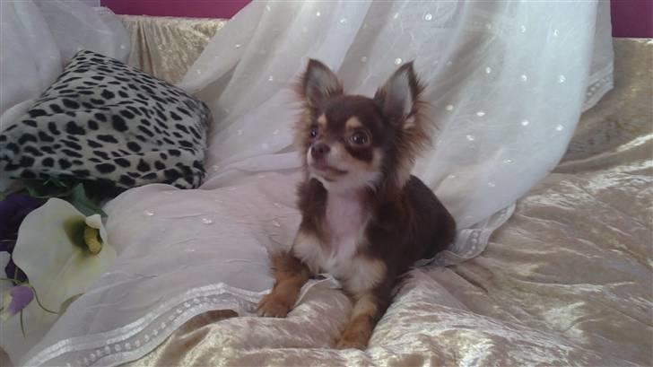 Chihuahua High Fly Cherie Mon Ami billede 9
