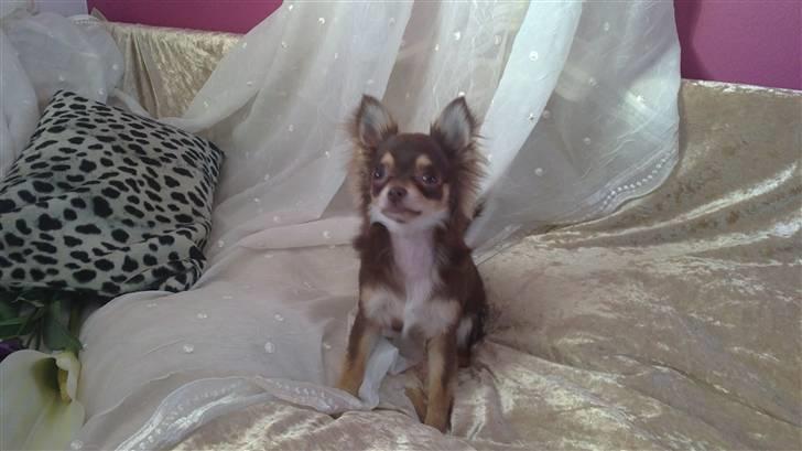 Chihuahua High Fly Cherie Mon Ami billede 10