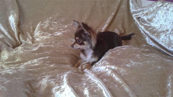 Chihuahua High Fly Cherie Mon Ami billede 11