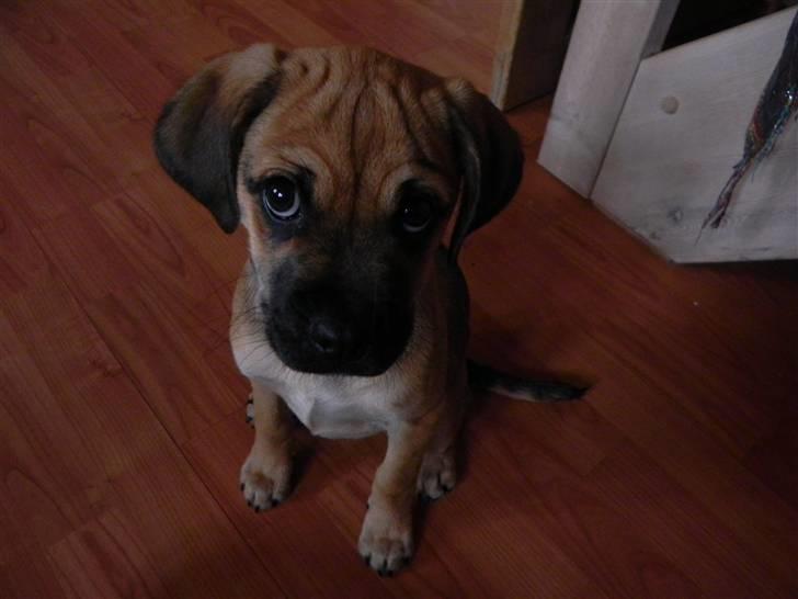 Blanding af racer Zora :-D<33 (Elsket!) - Zora 12 uger (;<3 billede 5