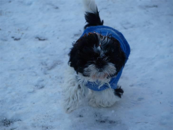 Shih tzu Manse - Manse knap 3 måneder billede 10