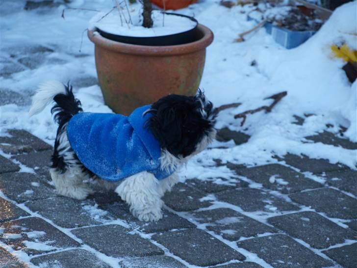 Shih tzu Manse billede 11