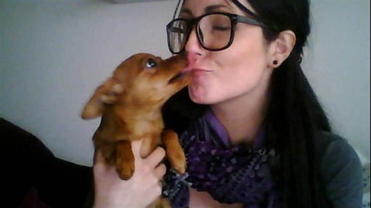 Dvaergpinscher /papillon - Cassiopeia - <3 billede 11