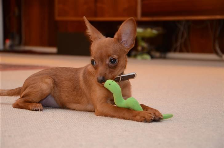 Dvaergpinscher /papillon - Cassiopeia billede 12