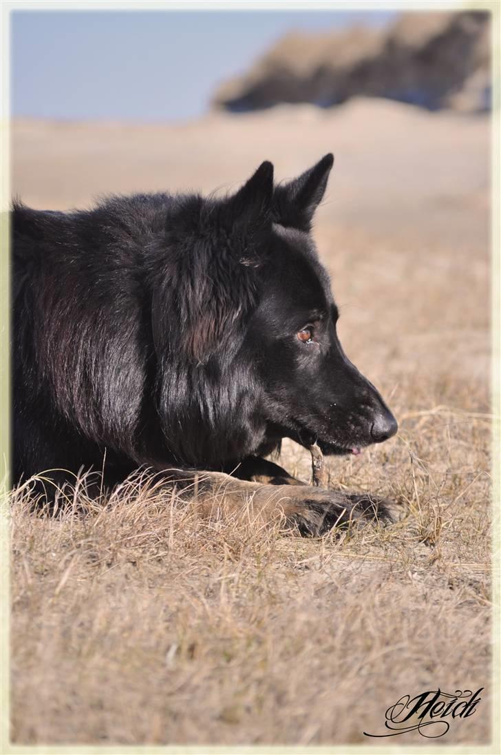 Schæferhund King  billede 8