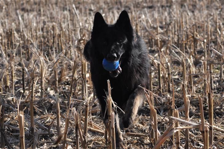 Schæferhund King  billede 10