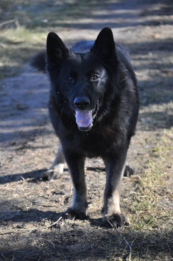 Schæferhund King  billede 12