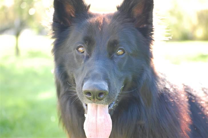 Schæferhund King  billede 13