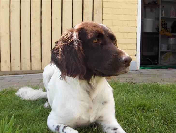 Kleiner münsterländer Lady billede 1