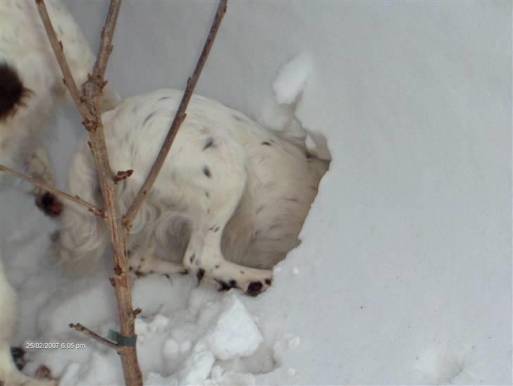 Kleiner münsterländer Lady billede 4