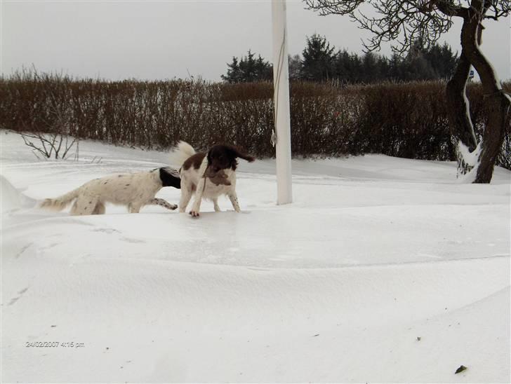 Kleiner münsterländer Lady billede 5
