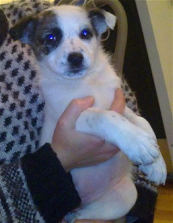 Blanding af racer Acilla billede 1