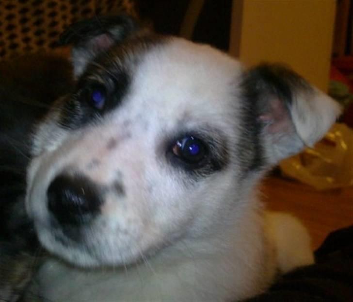 Blanding af racer Acilla billede 2