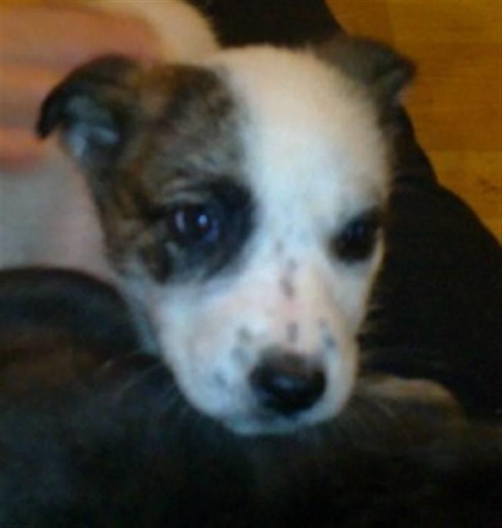 Blanding af racer Acilla billede 3