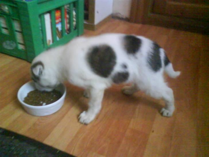 Blanding af racer Acilla billede 4