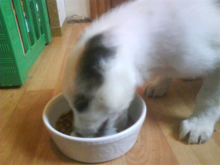 Blanding af racer Acilla billede 5