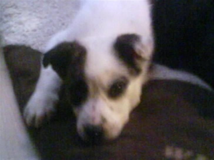 Blanding af racer Acilla billede 6