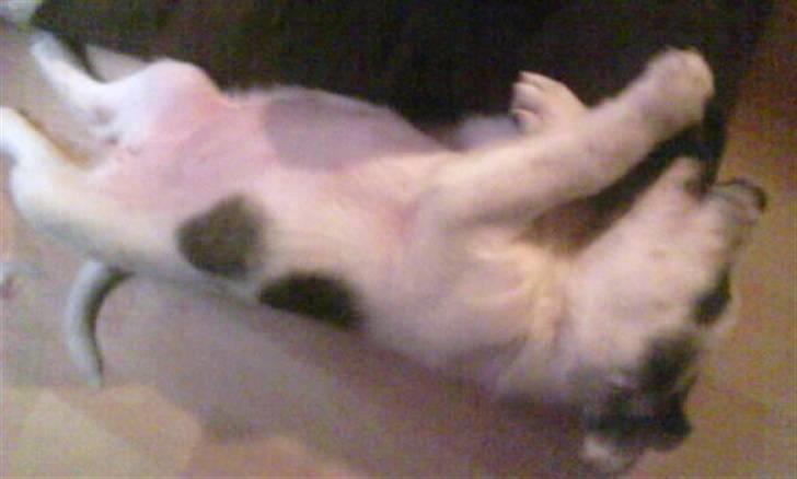 Blanding af racer Acilla billede 7