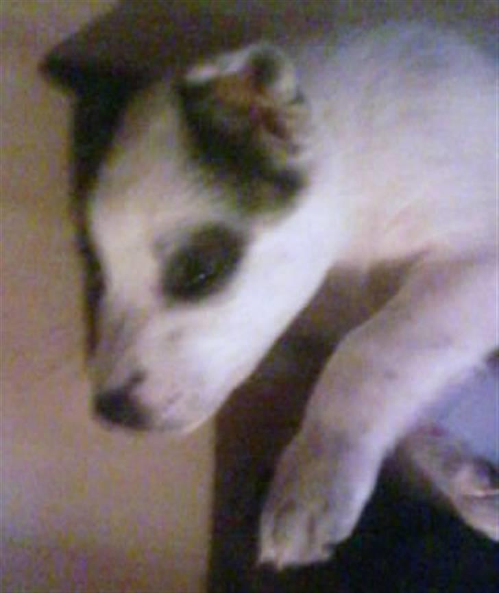 Blanding af racer Acilla billede 8