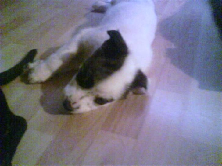 Blanding af racer Acilla billede 9